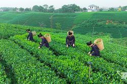 Chắt hương trà thu cho Festival