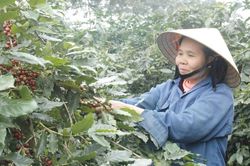 Tăng chế biến sâu, nâng giá trị cà phê Việt