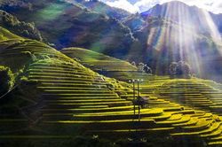 Lào Cai: Từ đồi chè Shan tuyết, ruộng bậc thang hấp dẫn du khách đến phát triển du lịch cộng đồng