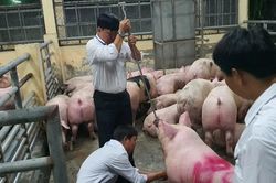 Triệt phá đường dây sử dụng chất cấm trong chăn nuôi quy mô đặc biệt lớn