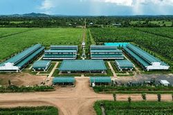Thaco Agri bị phạt 92,5 triệu đồng do công bố thông tin chậm
