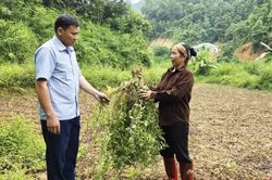 Phát triển vùng trồng thạch đen gắn với thị trường