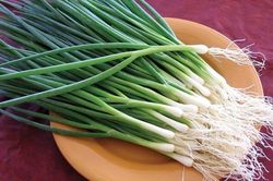 Thứ rau gia vị nhà nào cũng dùng, trồng hơn 1 tháng đã được hái, một lần xuống giống thu 2-3 lứa, có lúc 80.000 đồng/kg