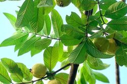 Loại quả quê xưa nhiều nhà trồng trong vườn, chín vàng thơm nức, nay ngày càng hiếm, muốn mua phải chờ đúng mùa