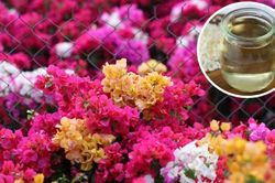 Dùng giấm tưới hoa giấy có 4 công dụng hữu ích ai cũng thích: Đó là gì?