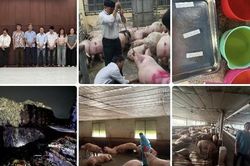 Công an TPHCM triệt phá đường dây 'vỗ béo' heo bằng chất độc hại, đã bán ra thị trường hơn 10.000 tấn heo