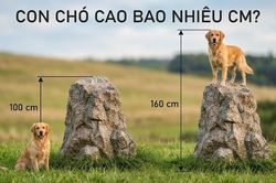 Bài toán: Chó cưng cao bao nhiêu cm?