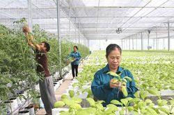 Hà Nội phấn đấu thành lập mới từ 150 hợp tác xã năm 2027