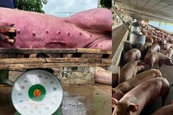 Triệt phá đường dây bán hơn 10.000 tấn thịt lợn chứa chất cấm
