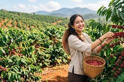 Giá cà phê hôm nay 6.10: Thị trường trong nước ổn định