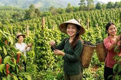 Giá hồ tiêu hôm nay 6.10.2026: Thị trường tiếp tục đi ngang