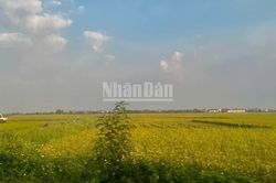 Chính sách đặc thù về đất đai không có nghĩa đặc cách