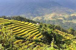 Kết nối di sản văn hóa ruộng bậc thang