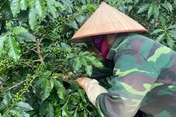 Thúc đẩy chuyển đổi vùng trồng cà-phê Tây Bắc