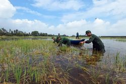 Tây Ninh: Bộ đội, thanh niên giúp dân gặt lúa 'chạy lũ'