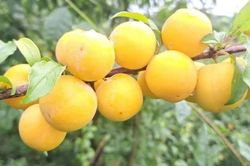 Người tiêu dùng Hà Nội săn đón giống mận vàng đặc sản Mộc Châu