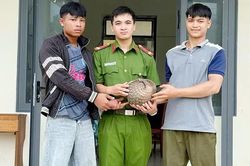 Quảng Ngãi: Người dân tự nguyện giao nộp cá thể tê tê quý hiếm