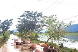 Dân thiệt hại vật nuôi chưa nhận hỗ trợ, 44 xã, phường xin hoàn trả 155 tỷ đồng