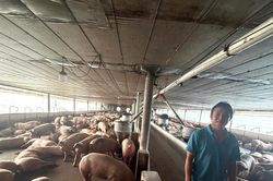 Triệt phá đường dây đưa hơn 10.000 tấn heo nhiễm chất cấm ra thị trường