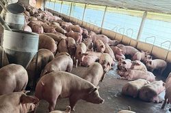 Đường đi ít ngờ tới của 10.000 tấn thịt heo được vỗ béo bằng 'chất cấm'