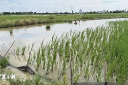 UBND tỉnh Đắk Lắk yêu cầu khắc phục các tồn tại được báo chí phản ánh