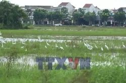 Cò trắng xuất hiện dày đặc trên cánh đồng ở trung tâm thành phố Huế