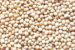 Ấn Độ điều tra nghi vấn nhập khẩu đậu tương từ Niger gian lận xuất xứ