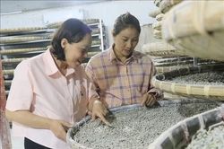 Nữ nông dân làm kinh tế giỏi từ nghề trồng dâu nuôi tằm