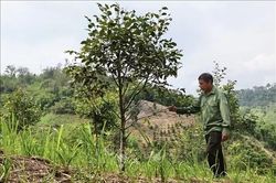 Những người lặng lẽ giữ 'lá chắn xanh' giữa mùa mưa