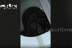 Định đi vệ sinh, người dân giật mình thấy trăn 'khổng lồ' trong bồn cầu