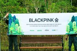 Những khu rừng Big Bang, Blackpink và SHINee phủ xanh ở Seoul
