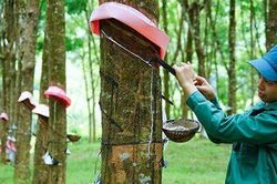 GVR gần hoàn thành kế hoạch lợi nhuận năm sau 9 tháng, nhưng quý III giảm mạnh