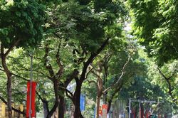 [Phóng sự ảnh] Khách quốc tế 'đổ bộ' đón mùa đẹp nhất trong năm của Hà Nội