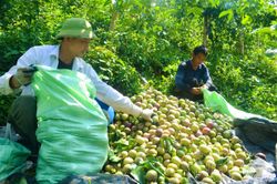 Mở hướng phát triển chanh leo bền vững
