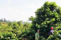 Hạt dổi rớt giá, người trồng tiến thoái lưỡng nan