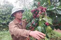 Nông dân Gia Lai thấp thỏm nỗi lo cà phê giảm năng suất