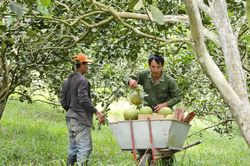 Sở Nông nghiệp và Môi trường đề nghị cấp xã tiếp nhận, quản lý các mã số vùng trồng