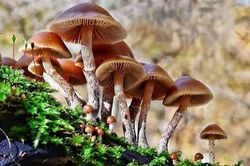 Tăng cường các biện pháp xử lý, phòng ngừa vụ ngộ độc thực phẩm nghi ngờ liên quan đến nấm dại