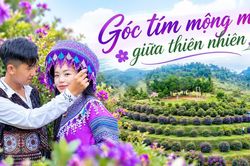 Góc tím mộng mơ giữa thiên nhiên
