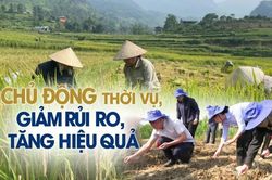 Chủ động thời vụ, giảm rủi ro, tăng hiệu quả