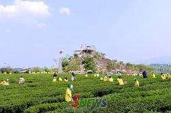 Sản xuất nông nghiệp gắn với du lịch trải nghiệm