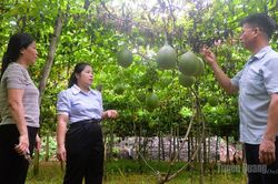Nghị quyết sát việc, chi bộ sát Dân