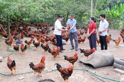 Giá gà bấp bênh, cần liên kết để ổn định sản xuất