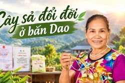 Cây sả đổi đời ở bản Dao