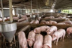 Việt Nam nhập hơn 124 nghìn tấn thịt heo, giá heo hơi trong nước giảm sâu