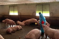 Triệt phá đường dây bán 10.000 tấn thịt lợn chứa chất cấm