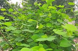 Loại rau có cái tên nghe đã tò mò xưa mọc ven khe suối, bờ rào chẳng mấy ai để ý, nay thành đặc sản 50.000 đồng/kg, người thành phố săn mua