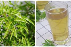 Uống nước lá đinh lăng hàng ngày có tốt?