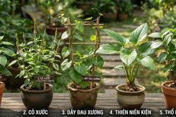 Giảm đau nhức xương khớp với 5 cây thuốc nam quanh nhà