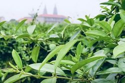 Chủ động nguồn giống, tạo nền tảng cho vùng dược liệu Việt